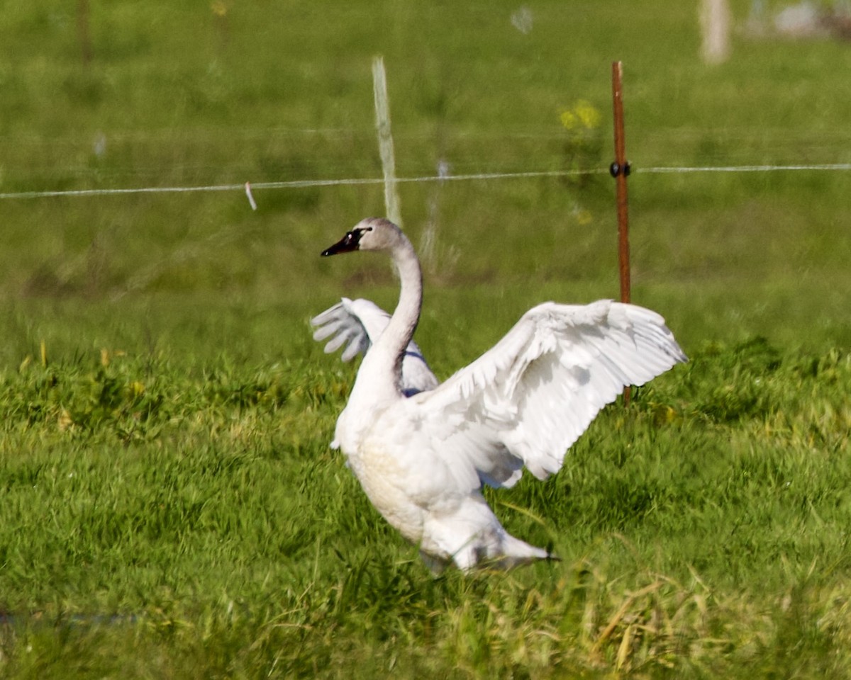 Cygne siffleur - ML535145111