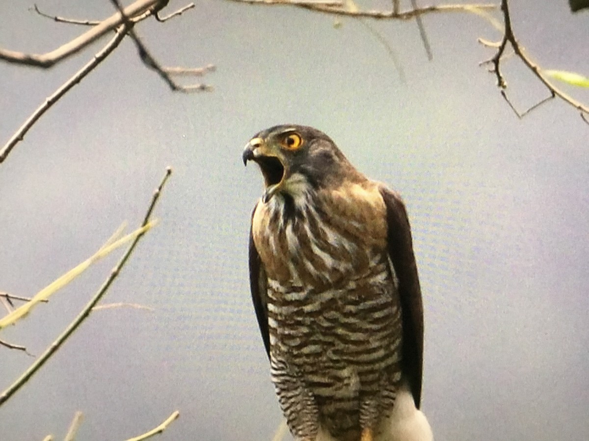 Crested Goshawk - ML535147391