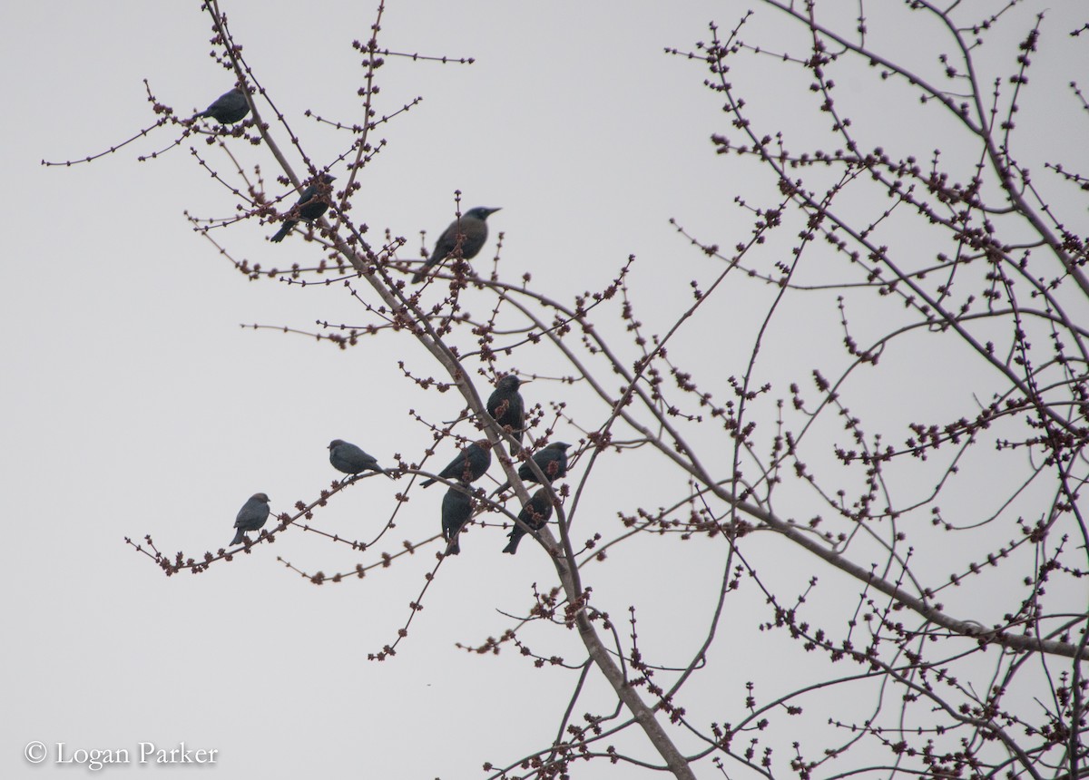 Brown-headed Cowbird - Logan Parker