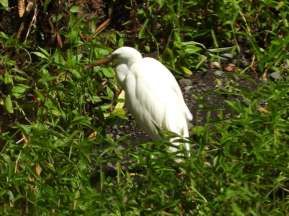 Aigrette sacrée - ML535147751