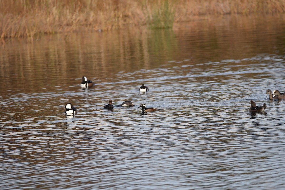 Hooded Merganser - ML535149071