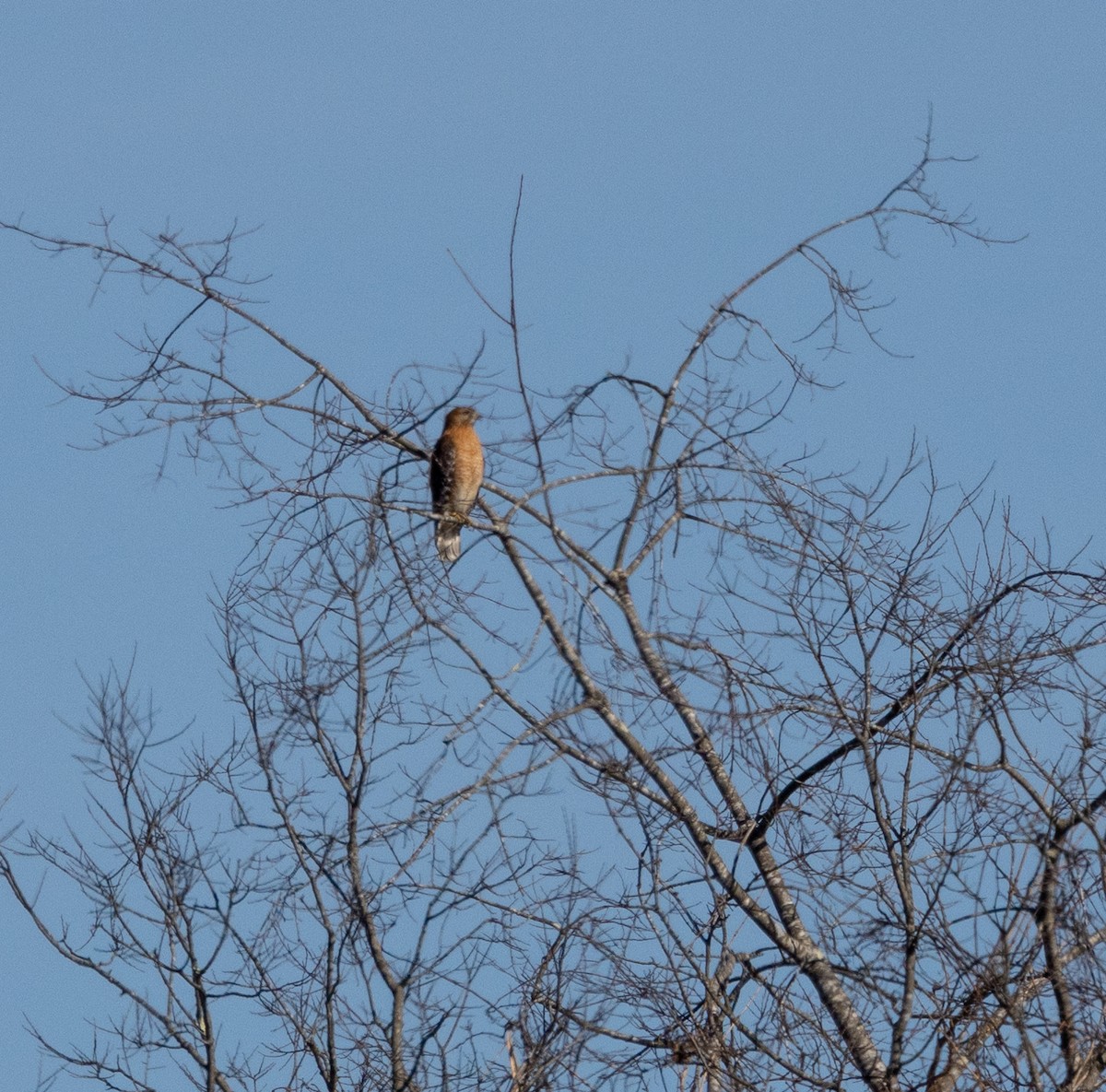 Red-shouldered Hawk - Tracy Kaminer