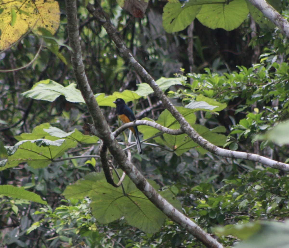 trogon zelenohřbetý - ML535151471