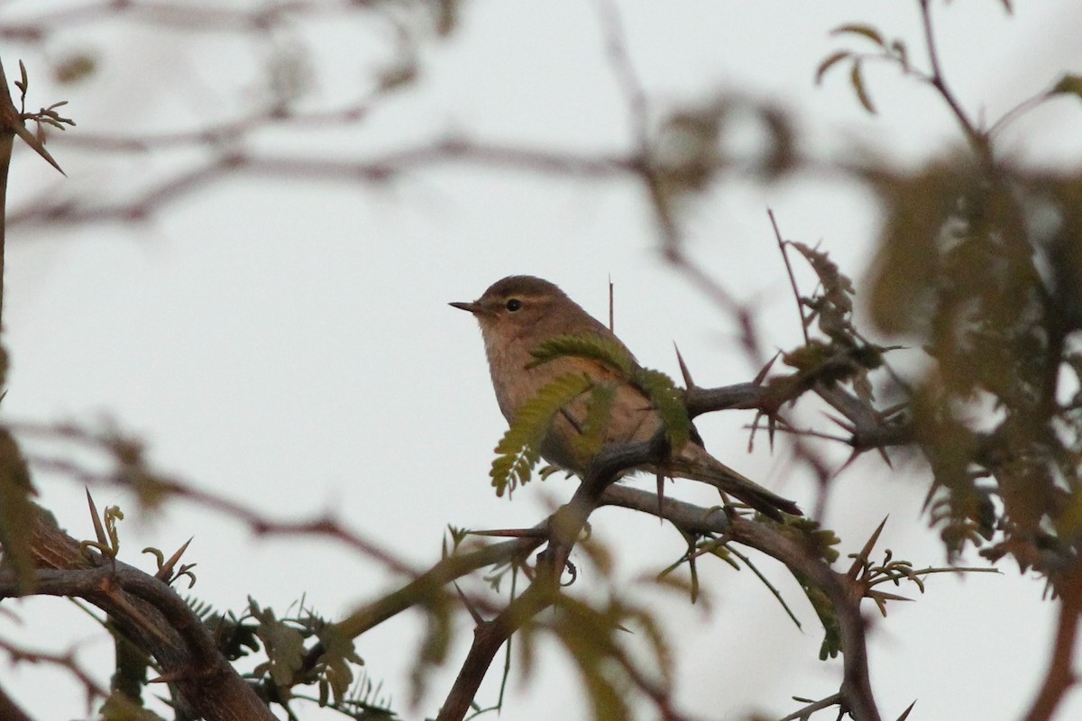 Common Chiffchaff - ML535151701