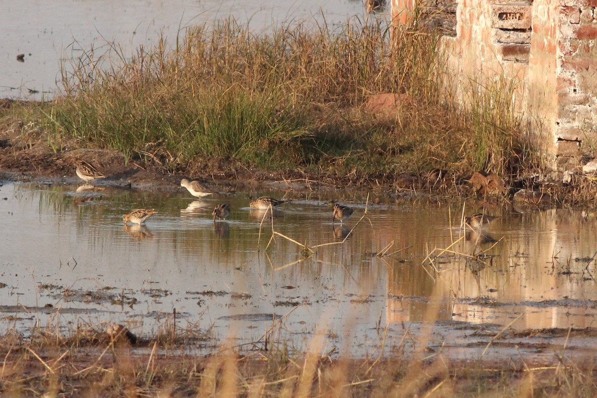 Common Snipe - ML535151891