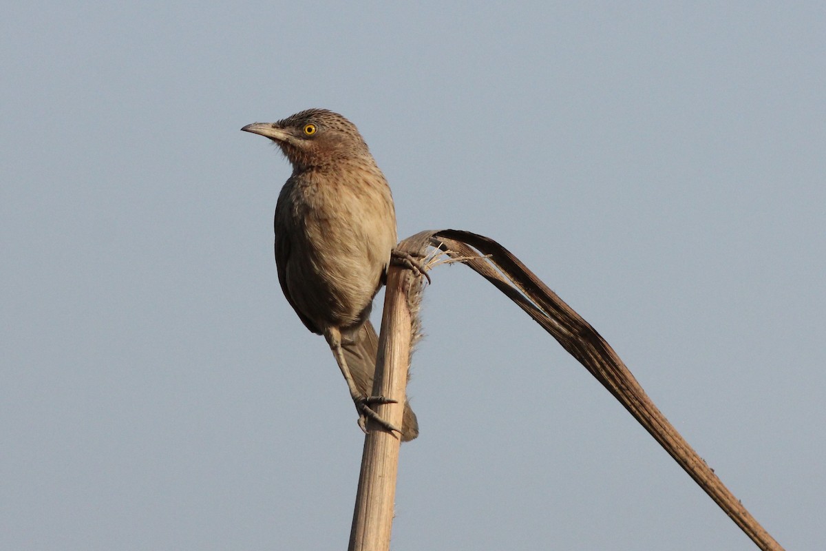 Striated Babbler - ML535152361