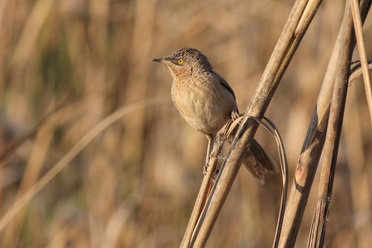 Striated Babbler - ML535152371