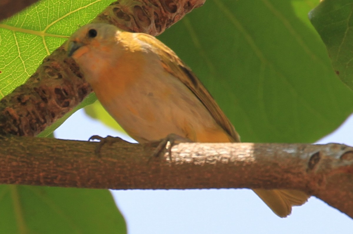 Saffron Finch - Jennifer Allison