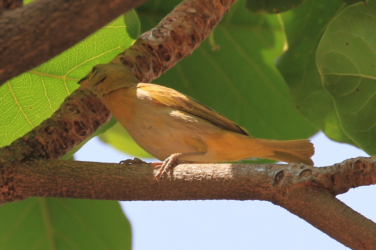 Saffron Finch - Jennifer Allison