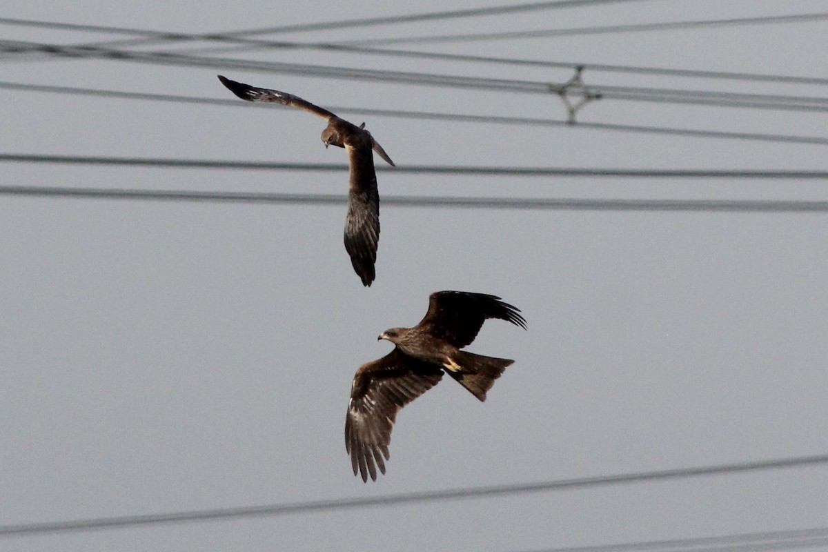 Western Marsh Harrier - ML535153191