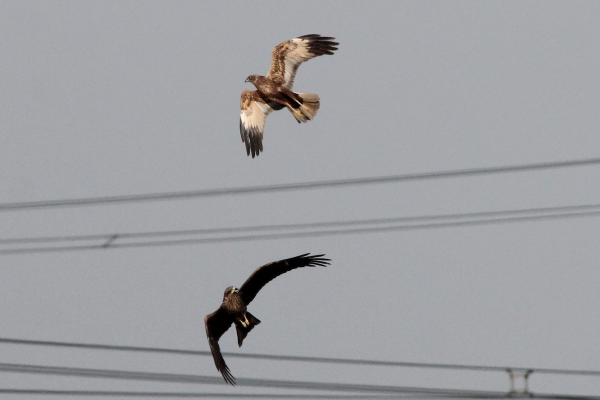 Western Marsh Harrier - Sander Willems