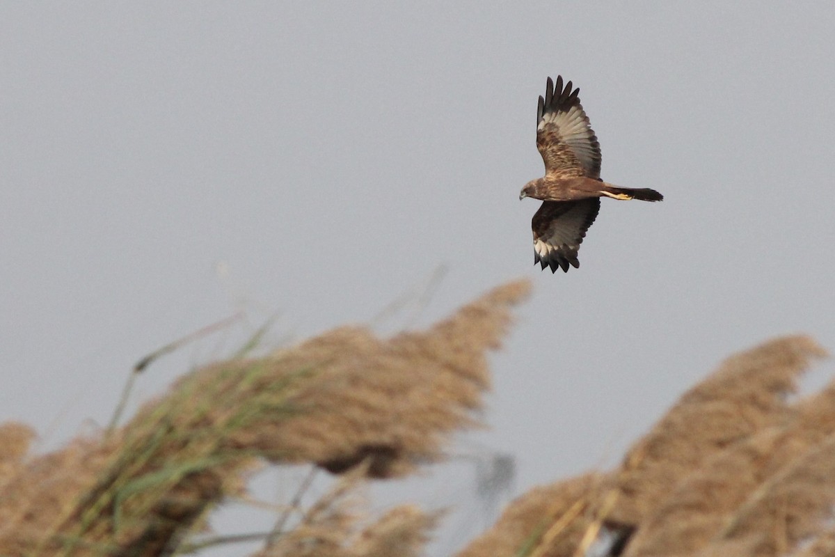 Western Marsh Harrier - ML535153211