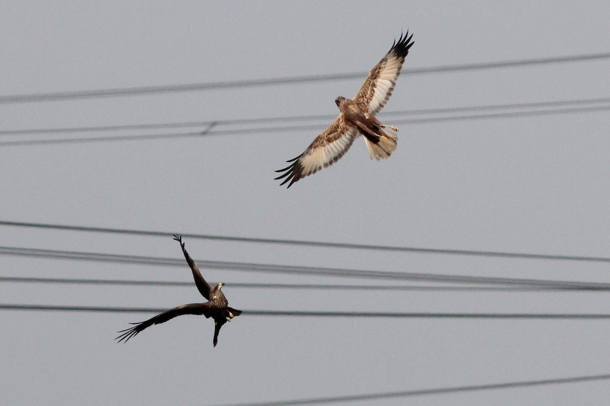 Black Kite - ML535153451