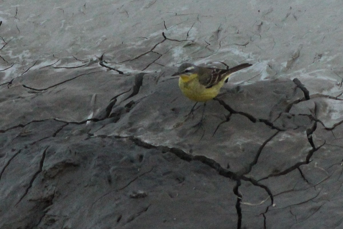 Western Yellow Wagtail - ML535154031