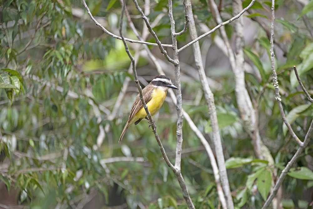 Great Kiskadee - ML535154781