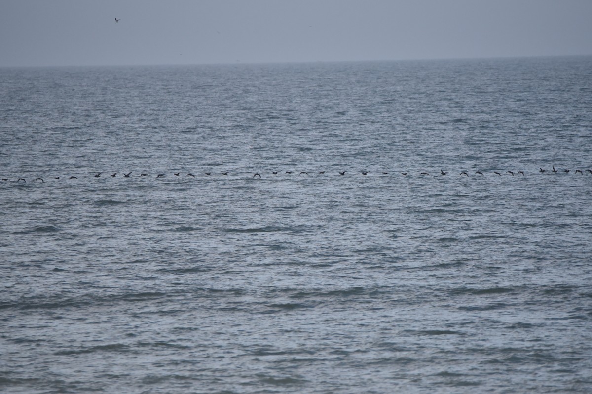 Black Scoter - ML535154791