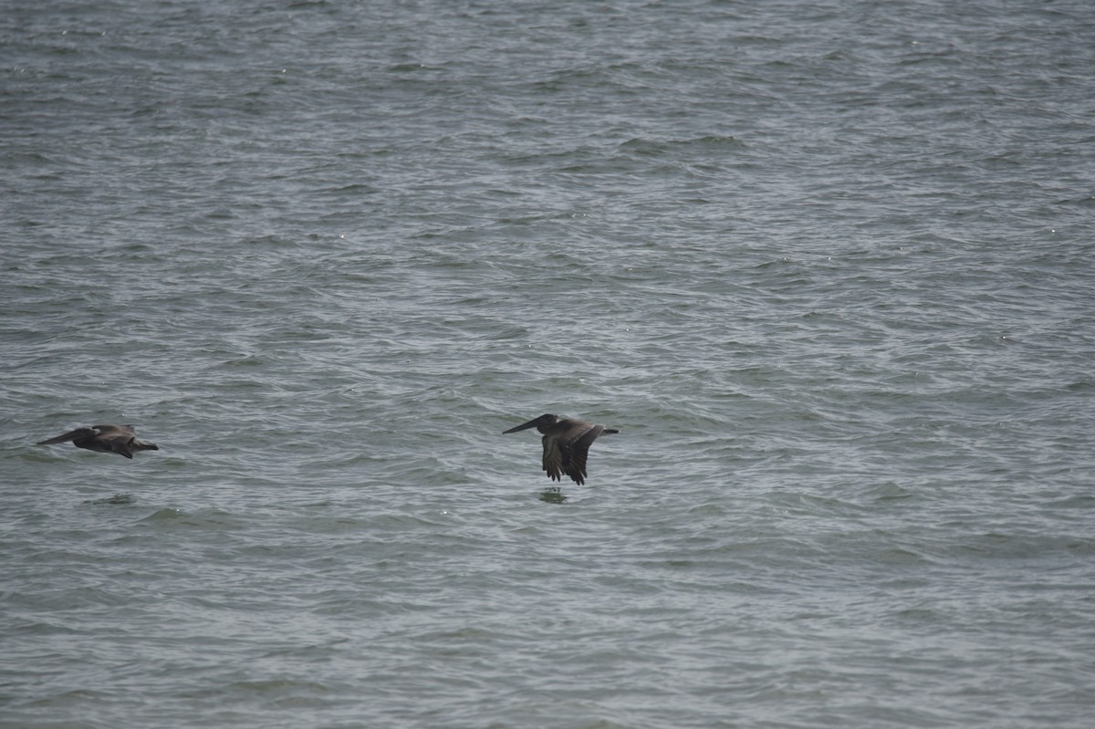 Brown Pelican - ML535154811