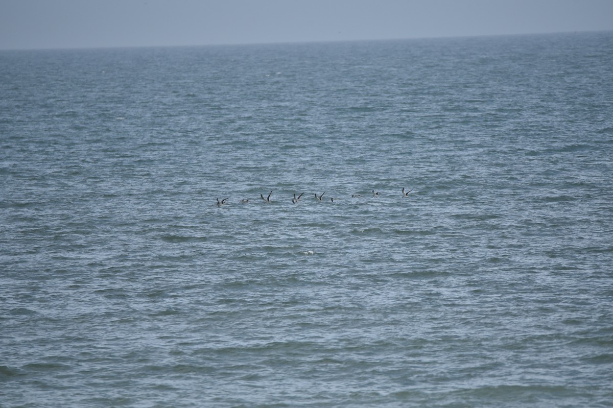 Black Skimmer - ML535154871