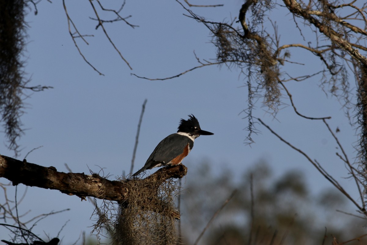 Belted Kingfisher - David Cole