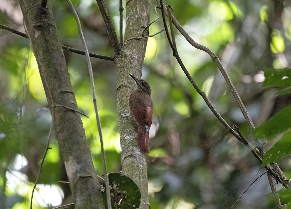 Plain-brown Woodcreeper - ML535154991