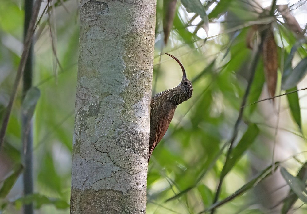 Дереволаз-серподзьоб амазонійський (підвид multostriatus) - ML535155041