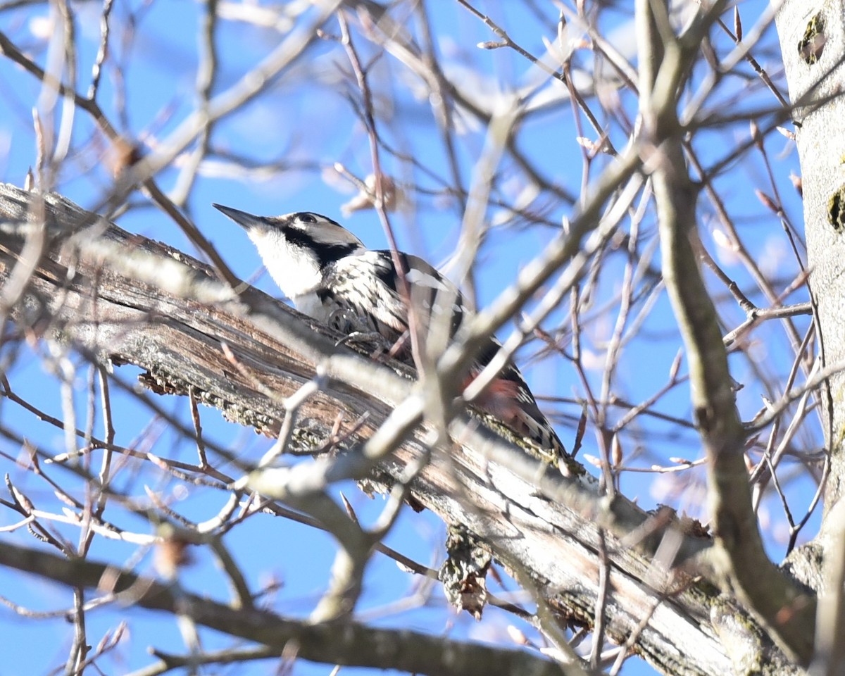 White-backed Woodpecker - Christoph Randler