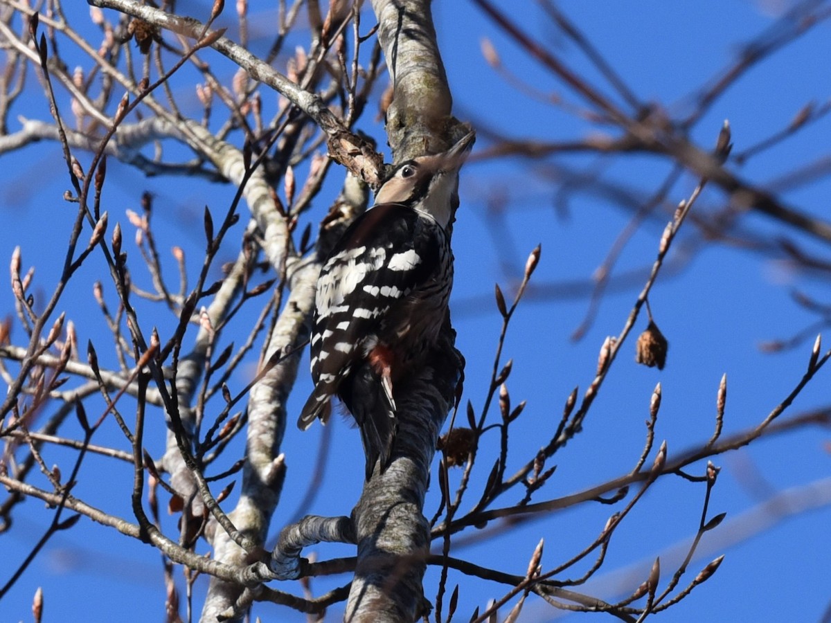 White-backed Woodpecker - Christoph Randler