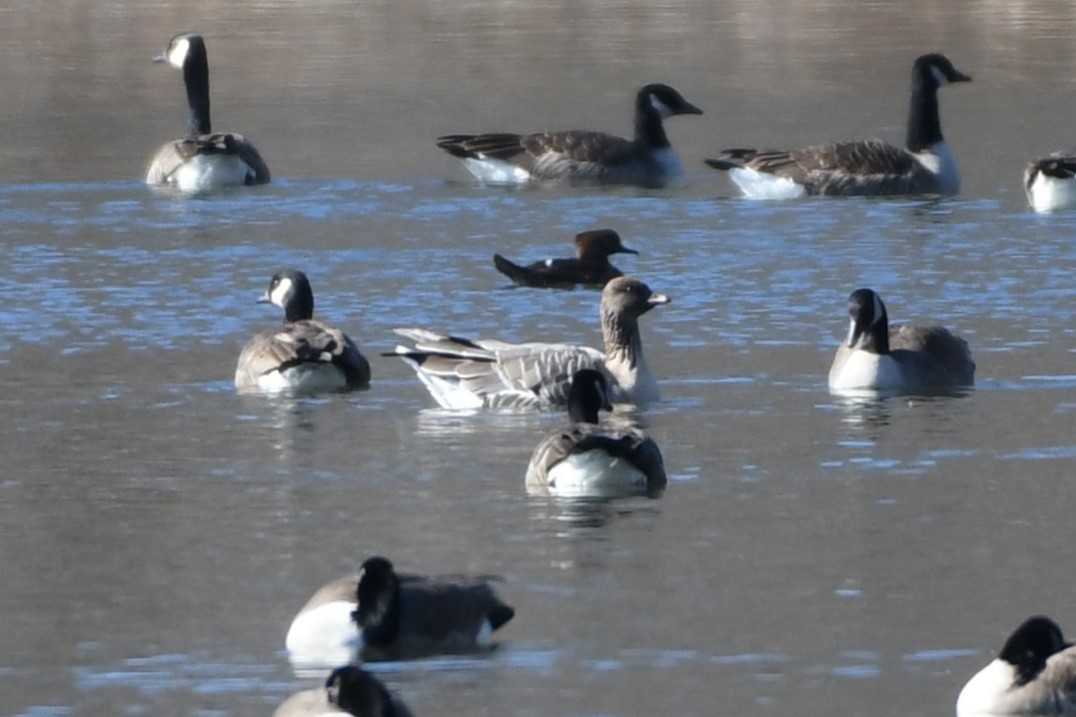 Pink-footed Goose - ML535156831