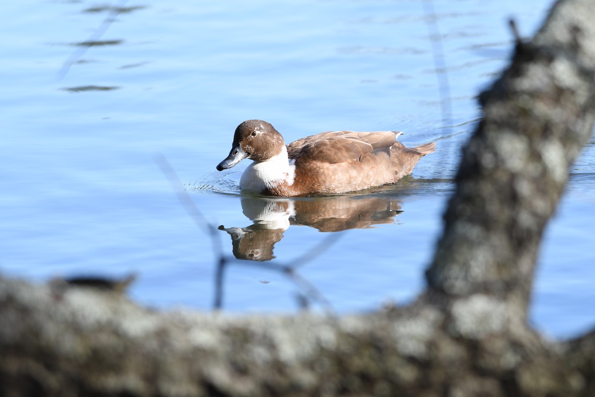 Canard colvert (forme domestique) - ML535156971