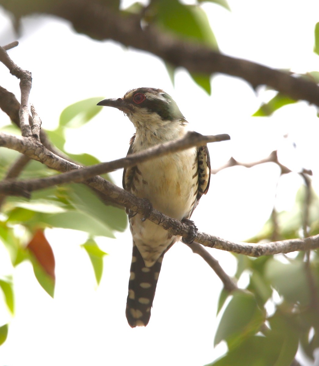 Dideric Cuckoo - Viviane De Luccia