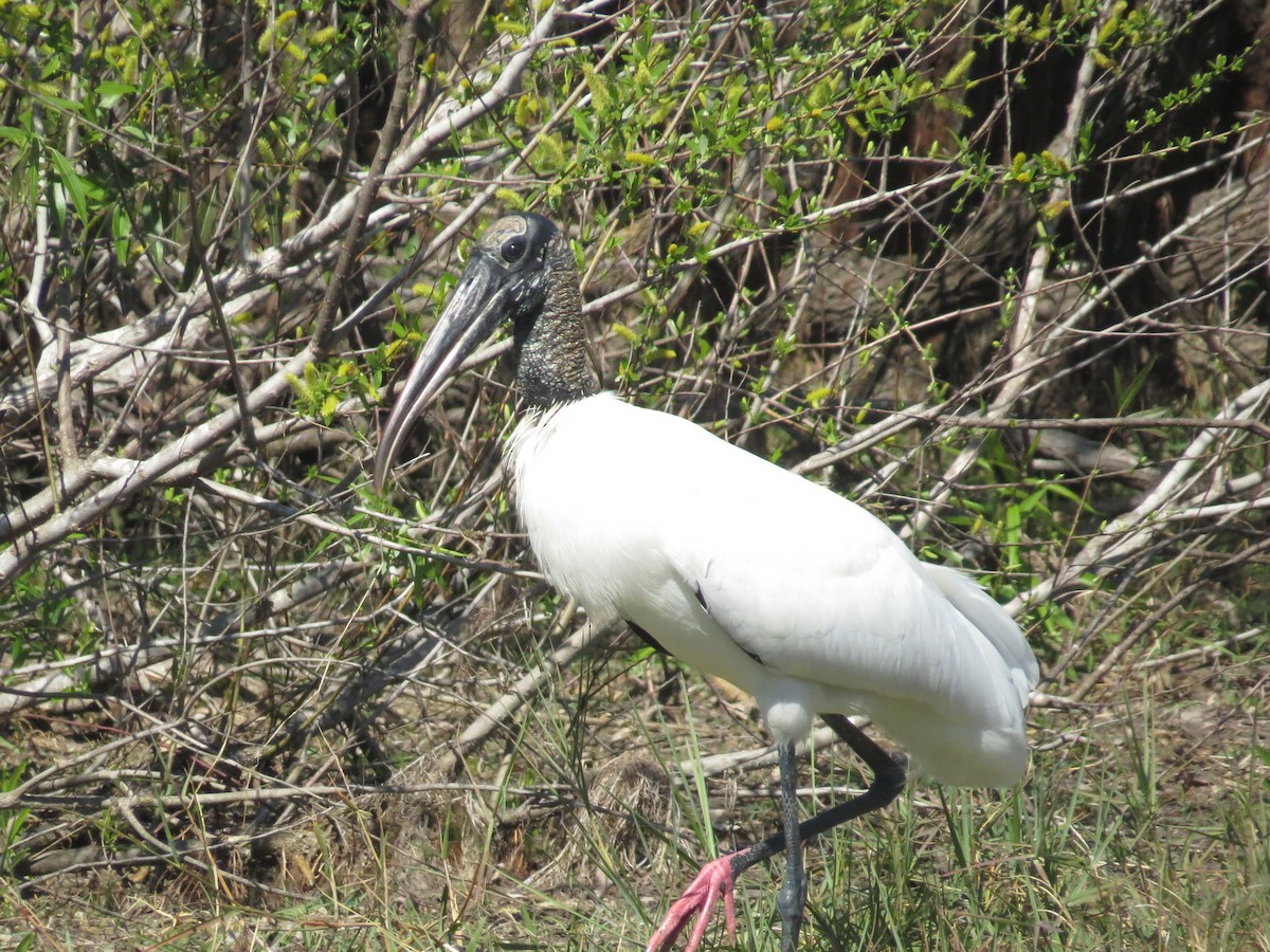 Wood Stork - ML535157521