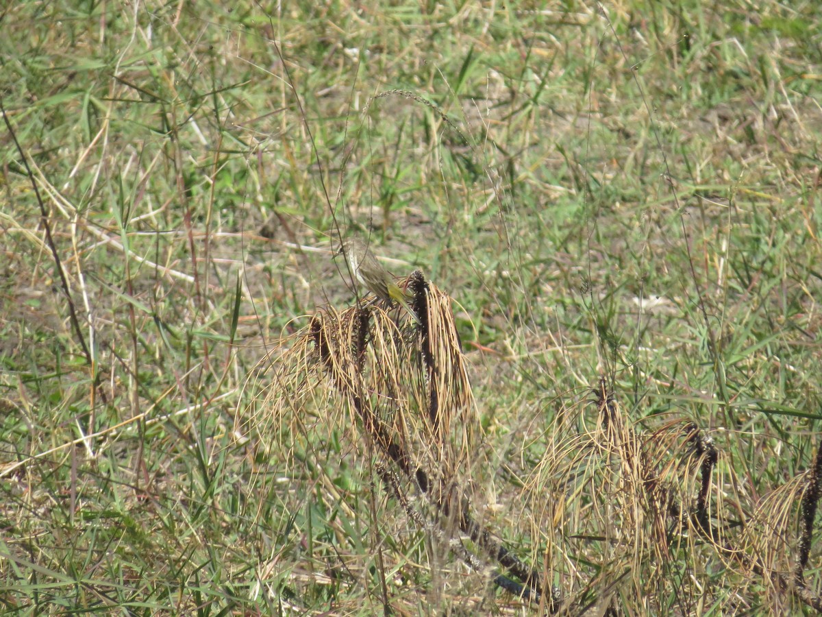 Palm Warbler - ML535157551