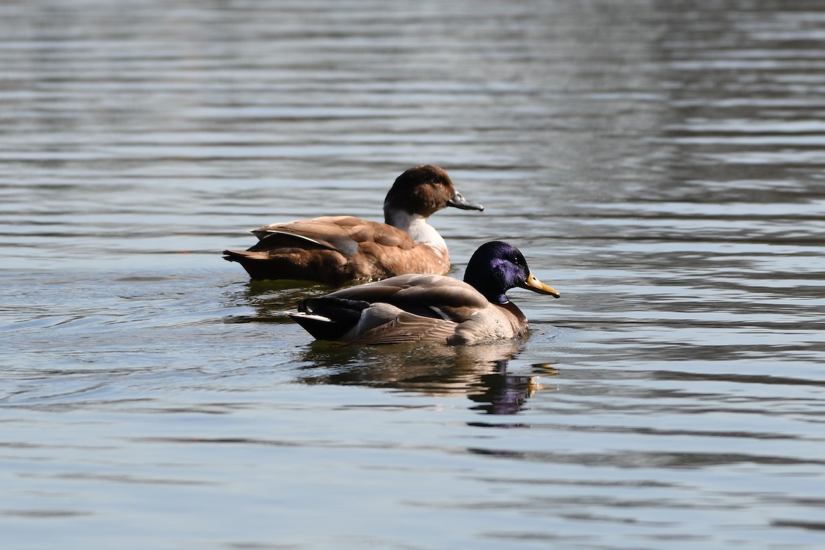 Fehlfarben-Stockente/Hausente - ML535158021