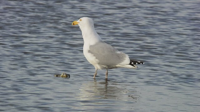 racek americký - ML535158621