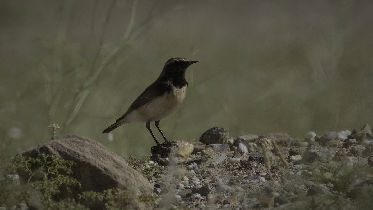 Pied Wheatear - ML535158781