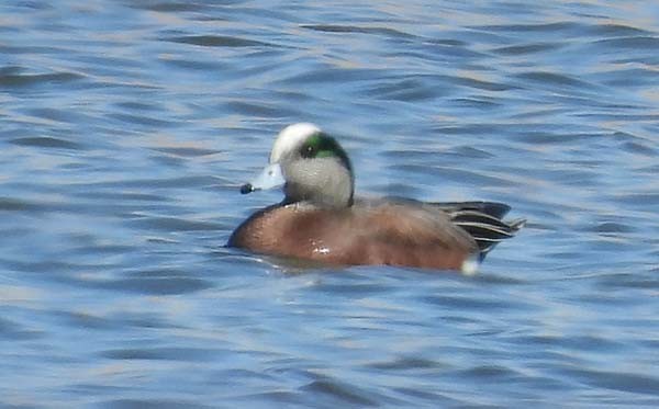 American Wigeon - ML535158871