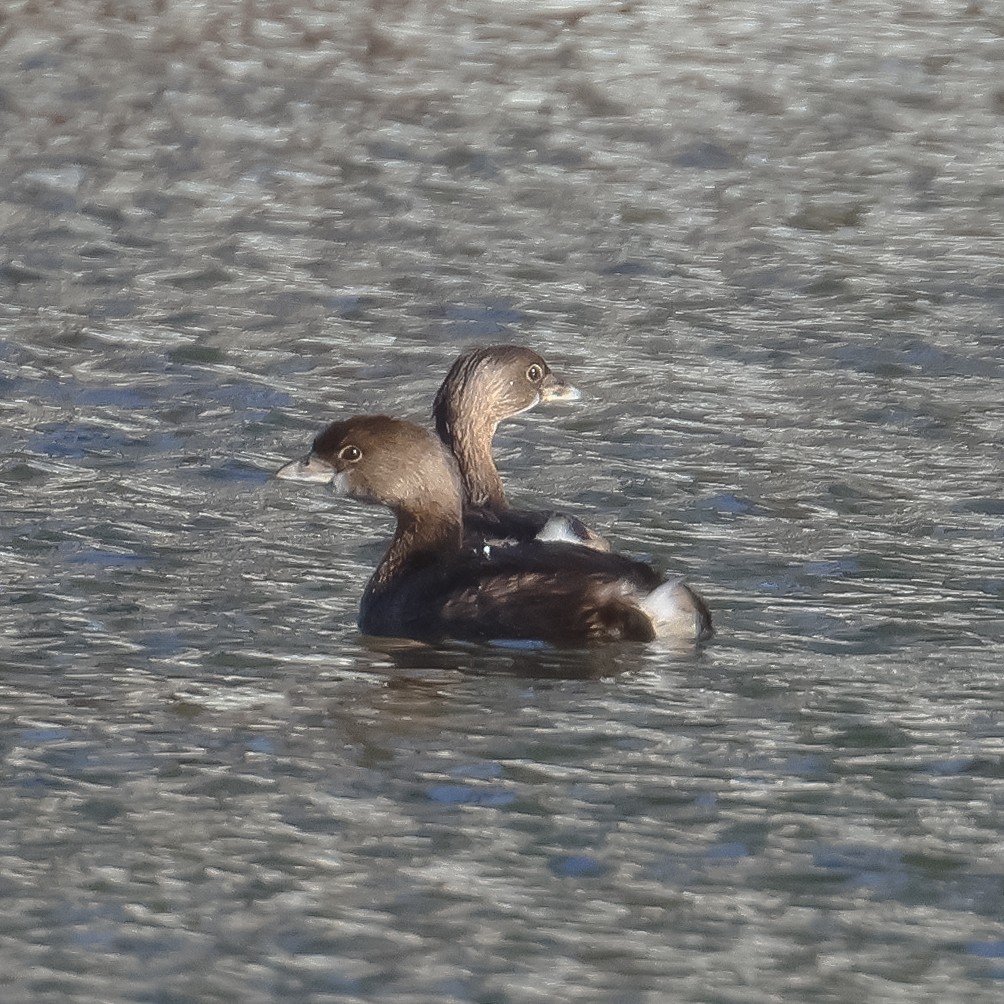 Pied-billed Grebe - ML535159381