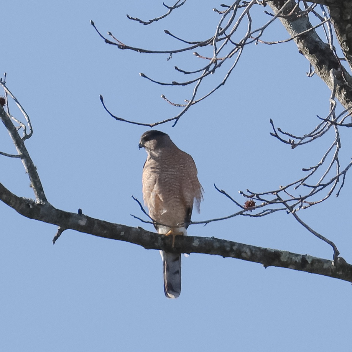 Cooper's Hawk - ML535160291