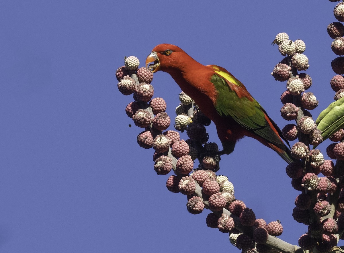 Chattering Lory - ML535161701