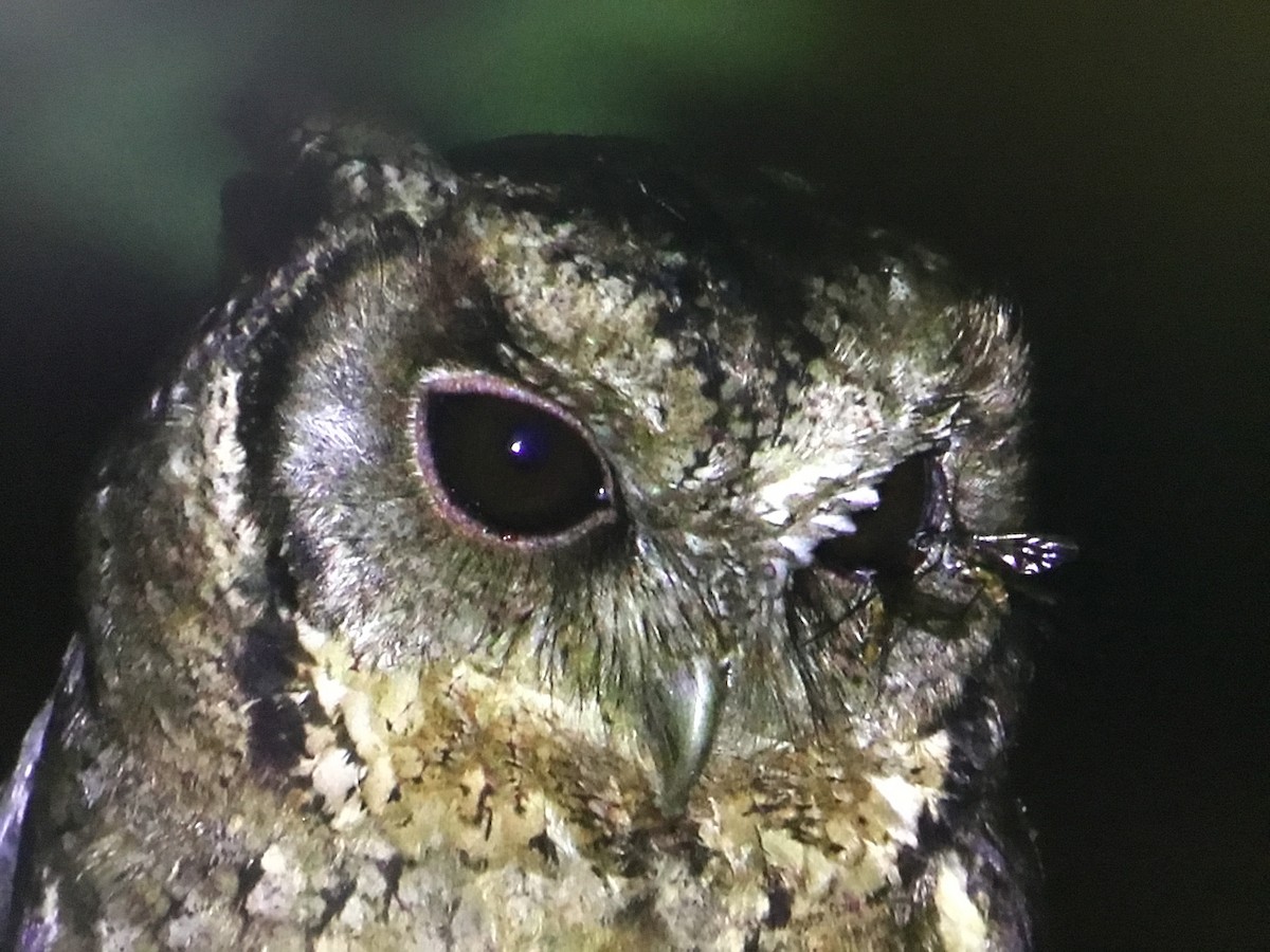 Collared Scops-Owl - ML535162021