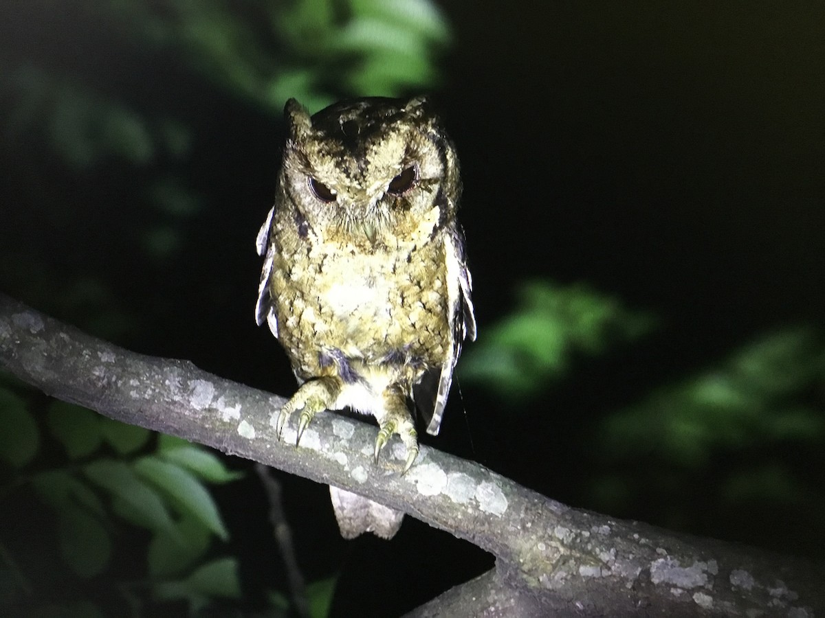 Collared Scops-Owl - ML535162111