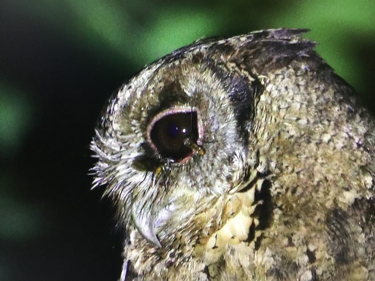 Collared Scops-Owl - ML535162241