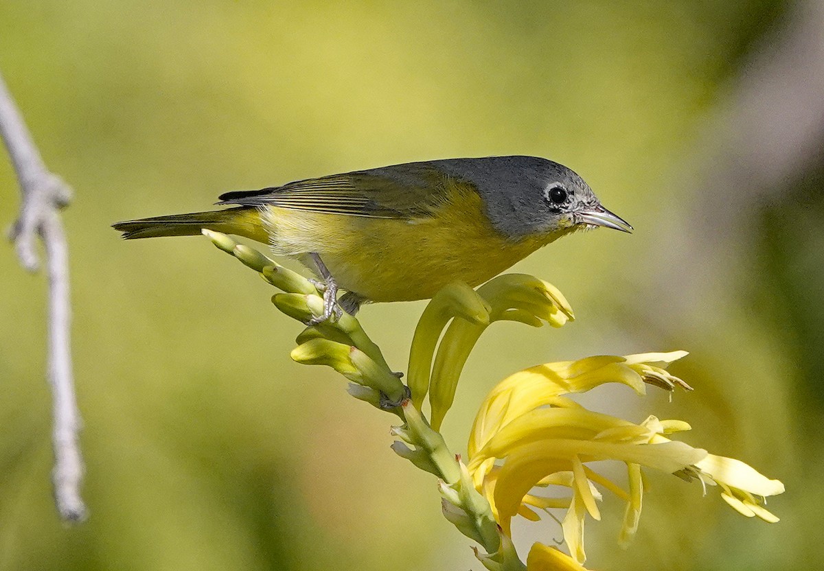 Nashville Warbler - ML535162351