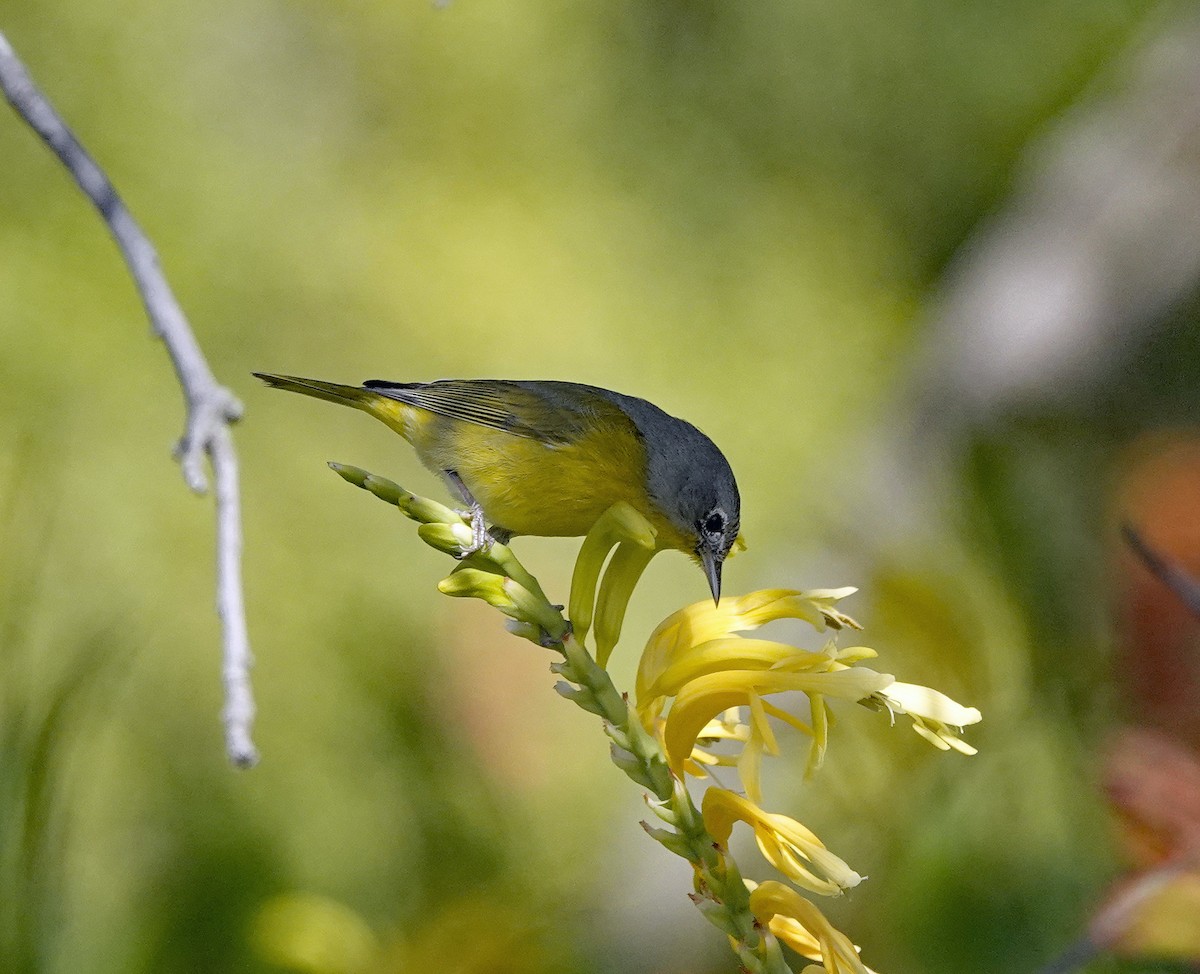 Nashville Warbler - ML535162361