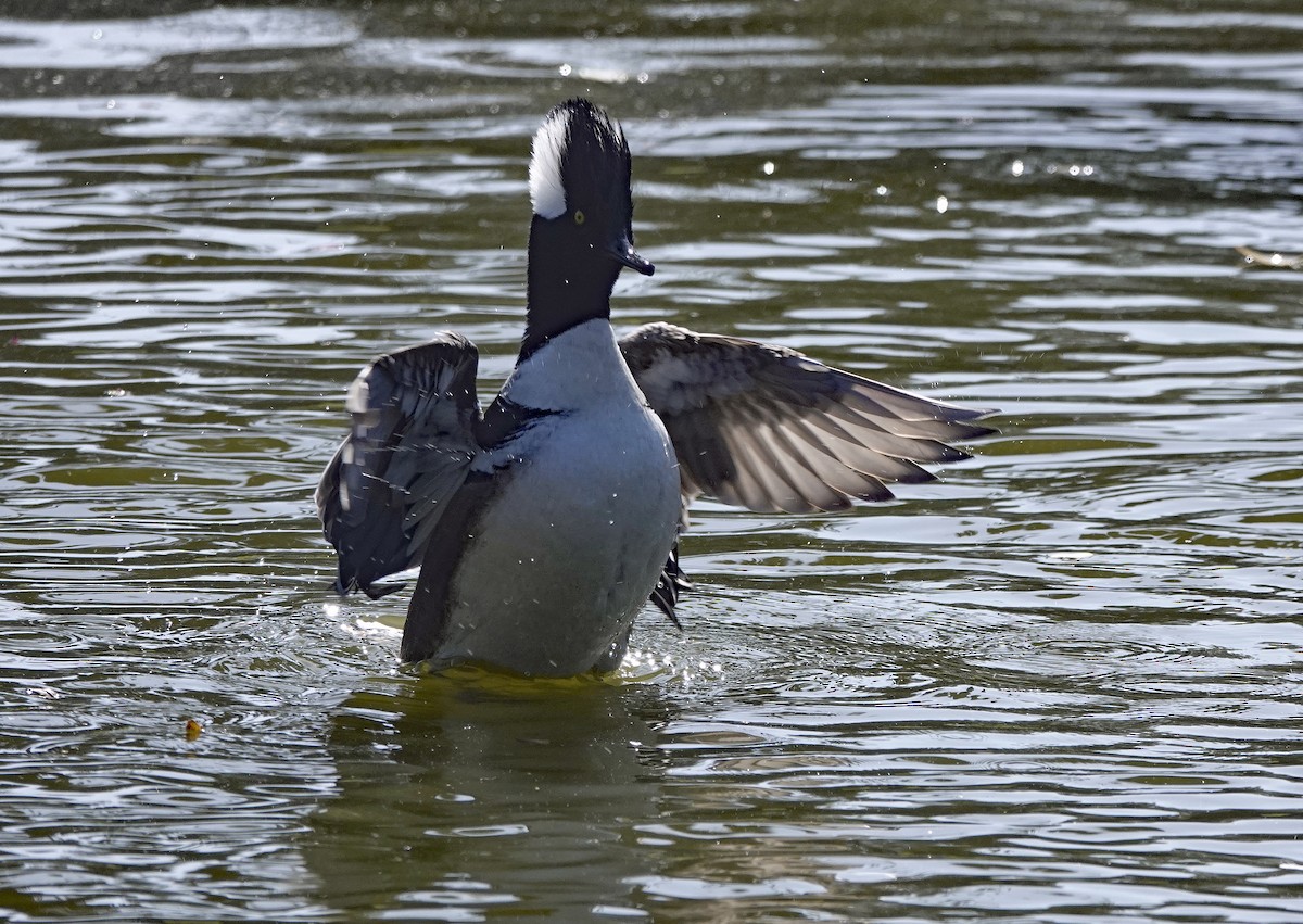 Hooded Merganser - ML535162531