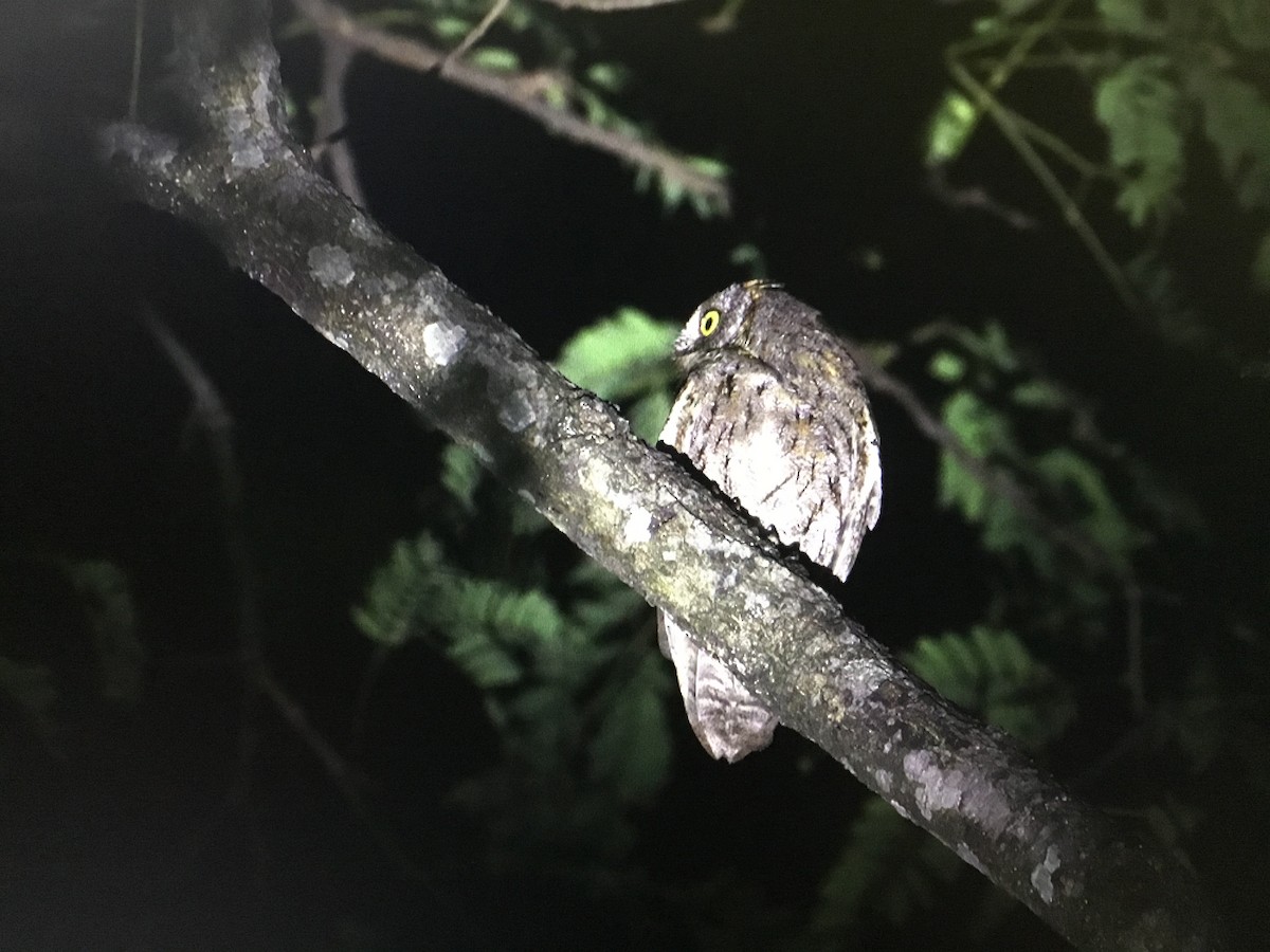 Oriental Scops-Owl - ML535162571