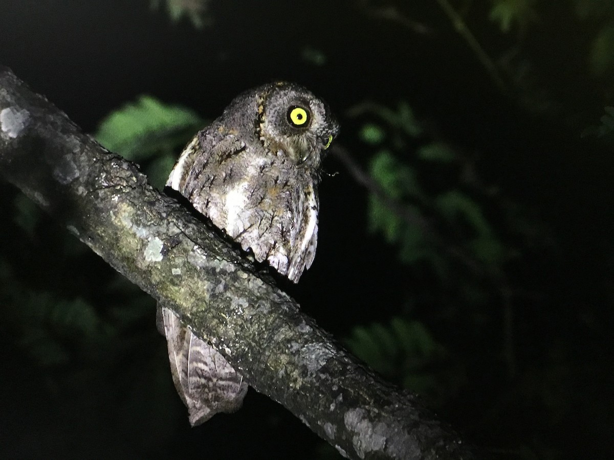 Oriental Scops-Owl - ML535162631