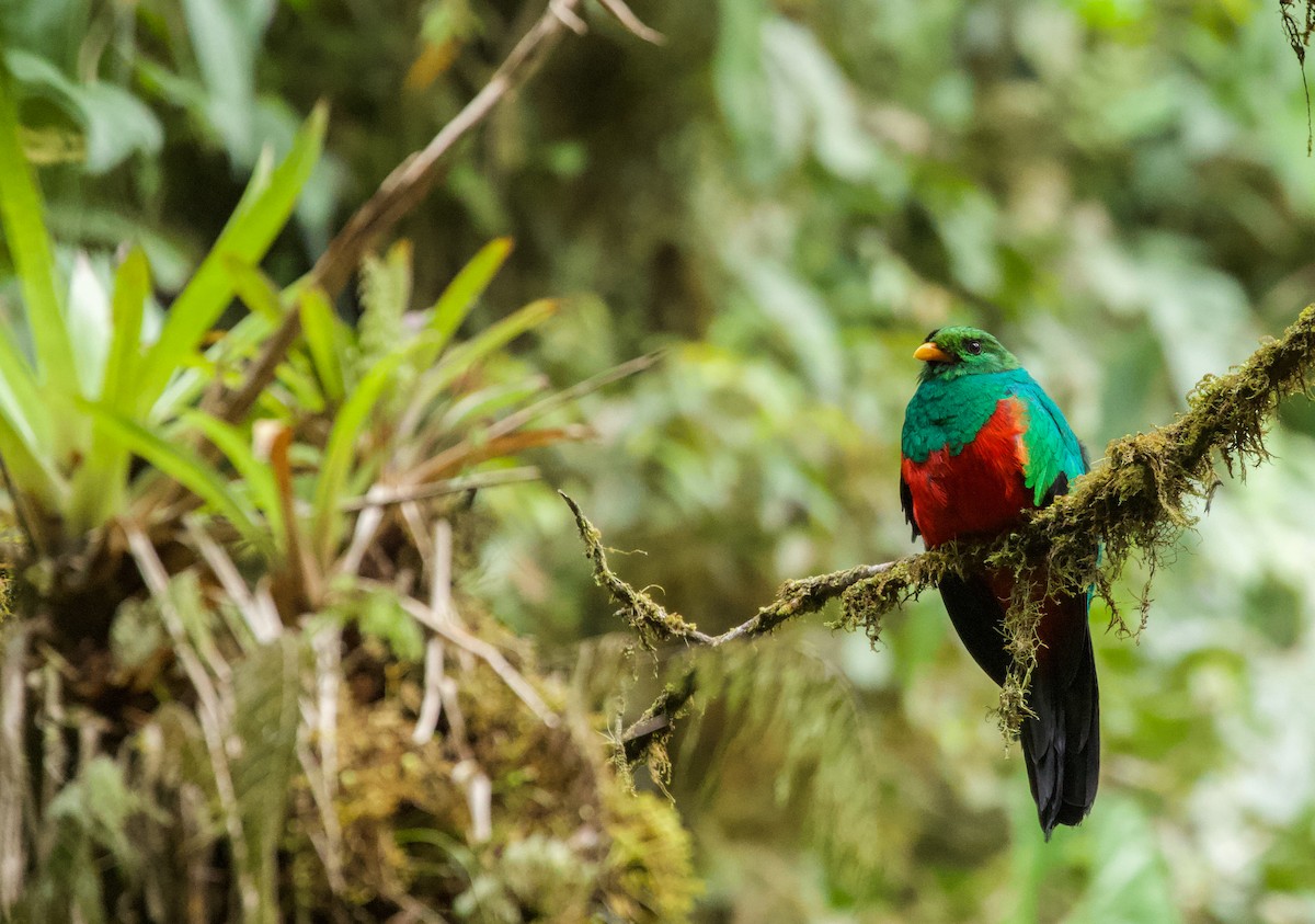 Golden-headed Quetzal - ML535163481