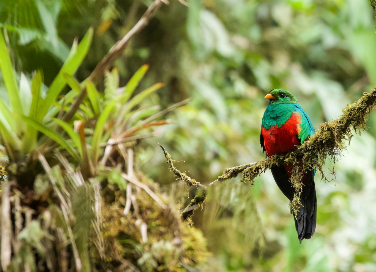 Golden-headed Quetzal - ML535163491