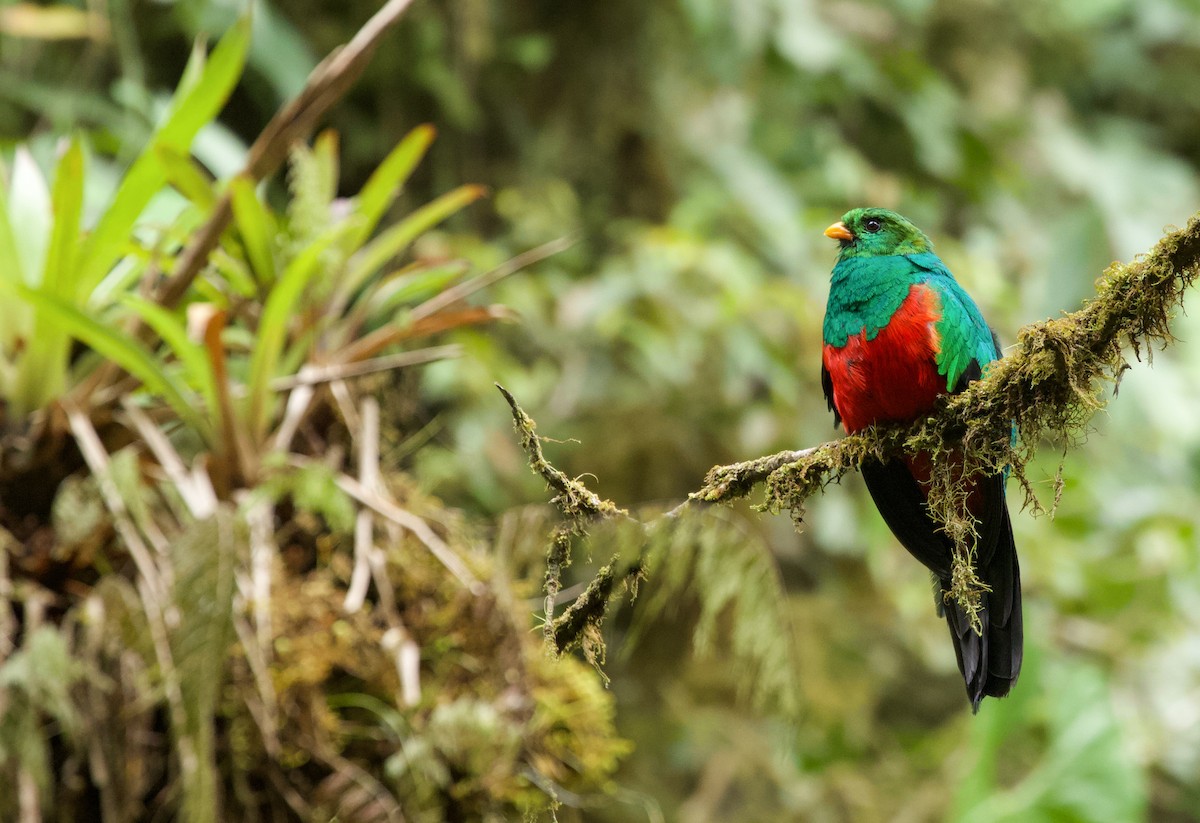 Golden-headed Quetzal - ML535164041